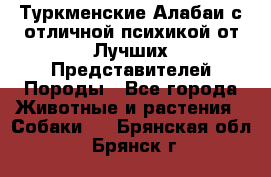 Туркменские Алабаи с отличной психикой от Лучших Представителей Породы - Все города Животные и растения » Собаки   . Брянская обл.,Брянск г.